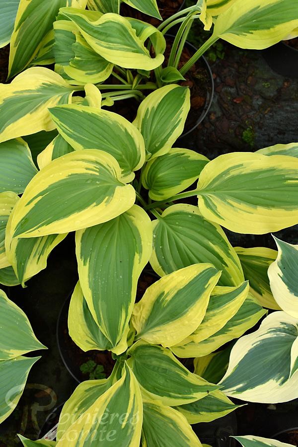 HOSTA 'Lakeside Dragonfly'