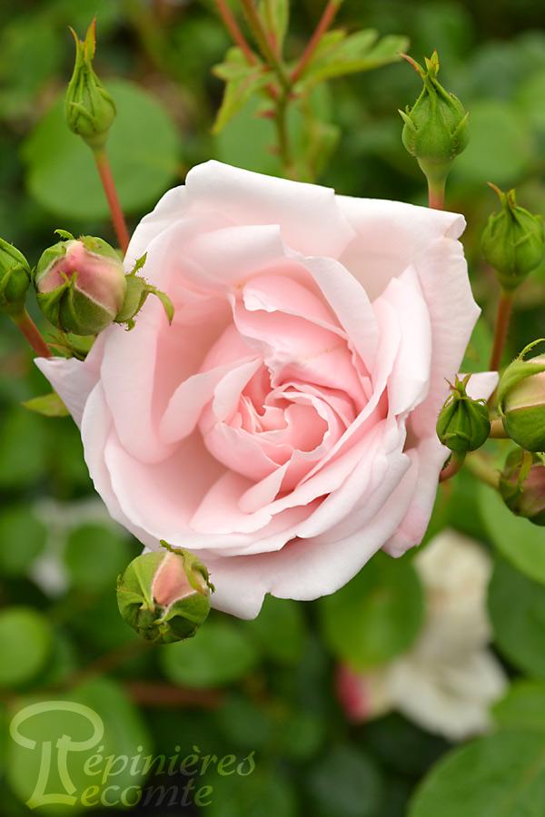 Rosier Grimpant Rosa New Dawn - 2 Plantes En Pot 11cm, Fleurs Rose Clair, Parfumées, Floraison Juin à Octobre