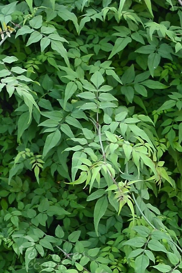 JASMINUM officinale, jasmin officinal vrai, été - Pépinière du Penthièvre