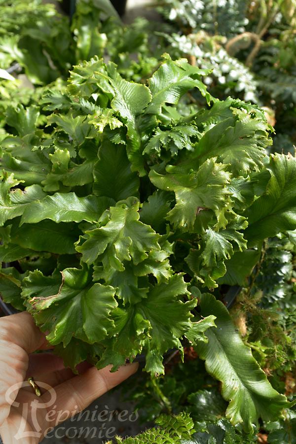 Pied De Fougère Commune Asplenium - Plante Jardin Ombragé Humide 3-4 Ans