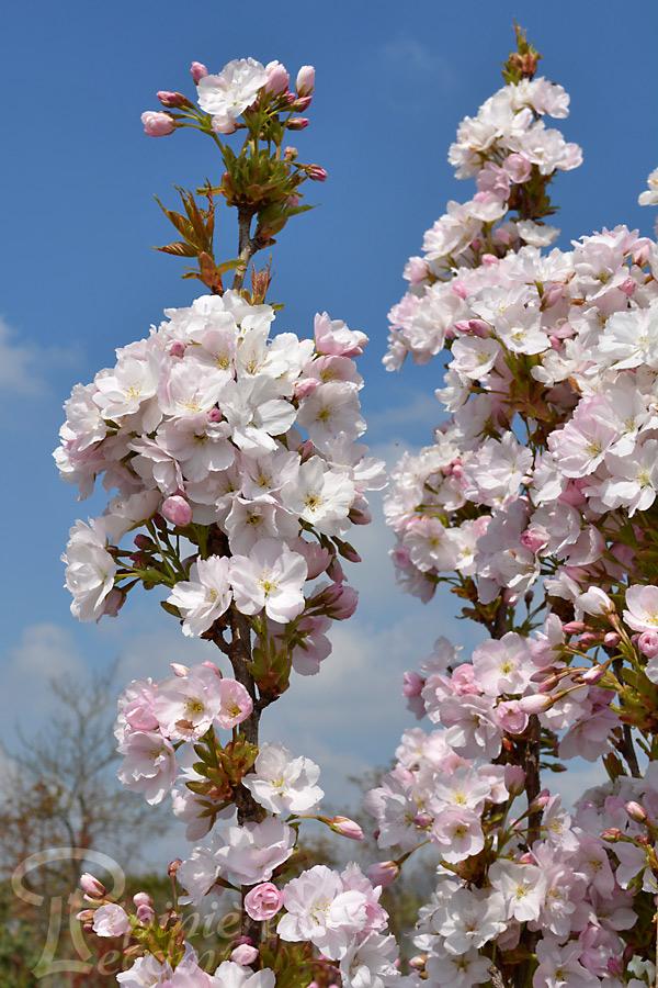 Cerisier Du Japon Amanogawa