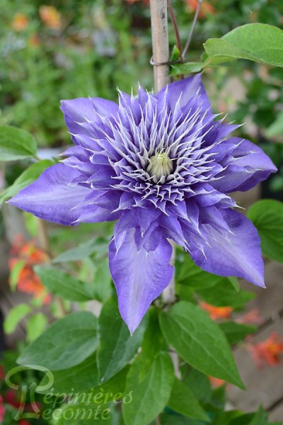 Clématite Mrs N. Thompson - Plante Grimpante Vivace Bicolore Violet-rouge - Résistante Au Froid, Hauteur 2-2,5 M