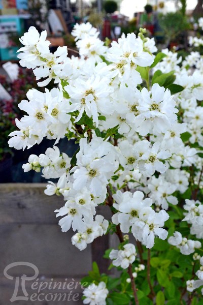 Exochorda Magical Springtime