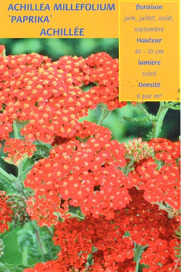 Achillea millefolium 'Paprika' - Achillée rouge paprika