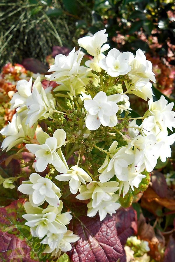 hortensia snowflake brido