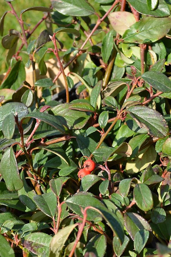 Cotoneaster green carpet