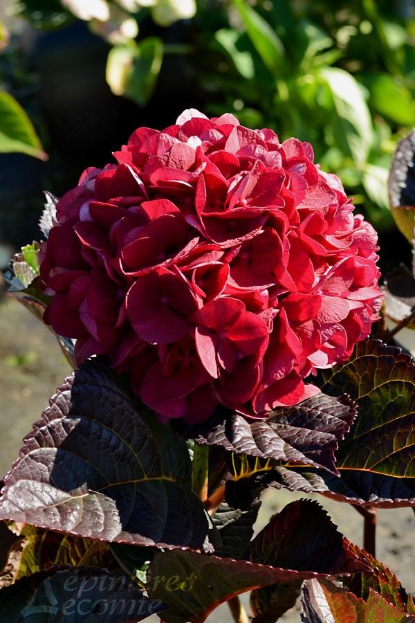 Hortensia rouge sanguine